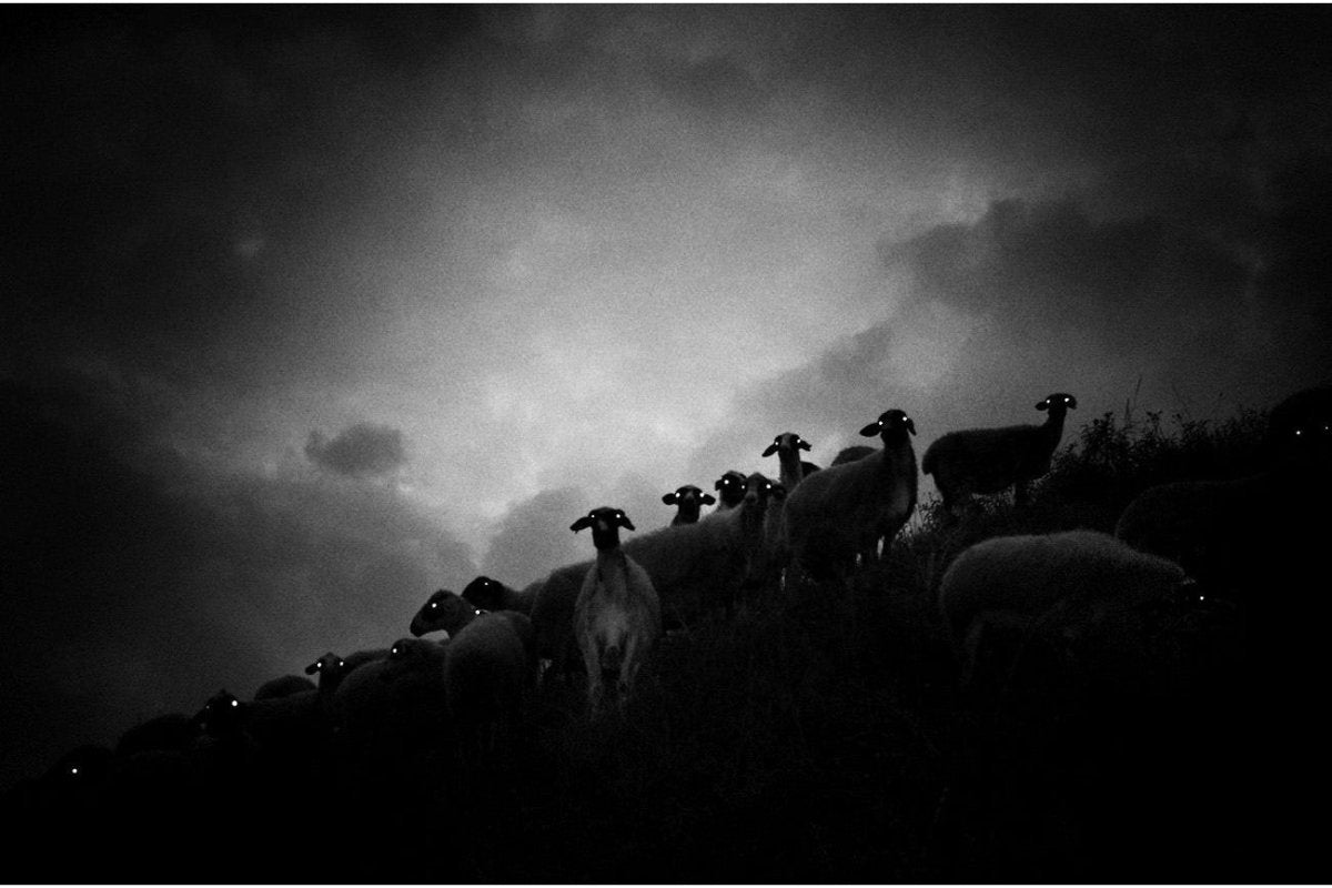 GHOST SHAPED - States Gallery