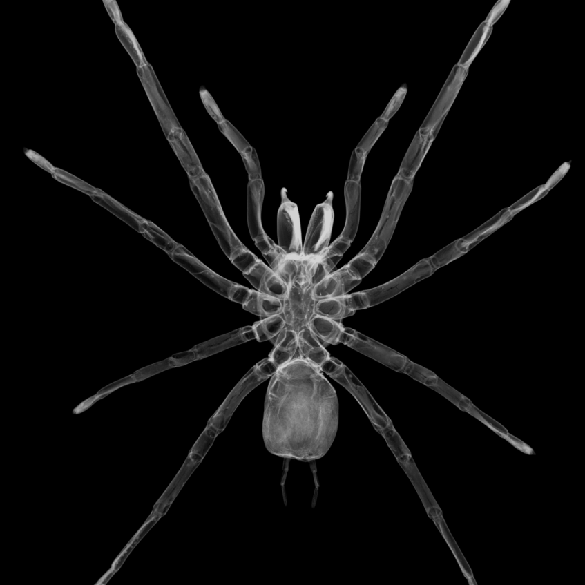 TARANTULA - States Gallery