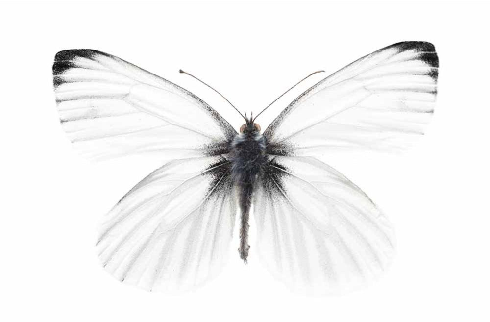 BUTTERLY - States Gallery