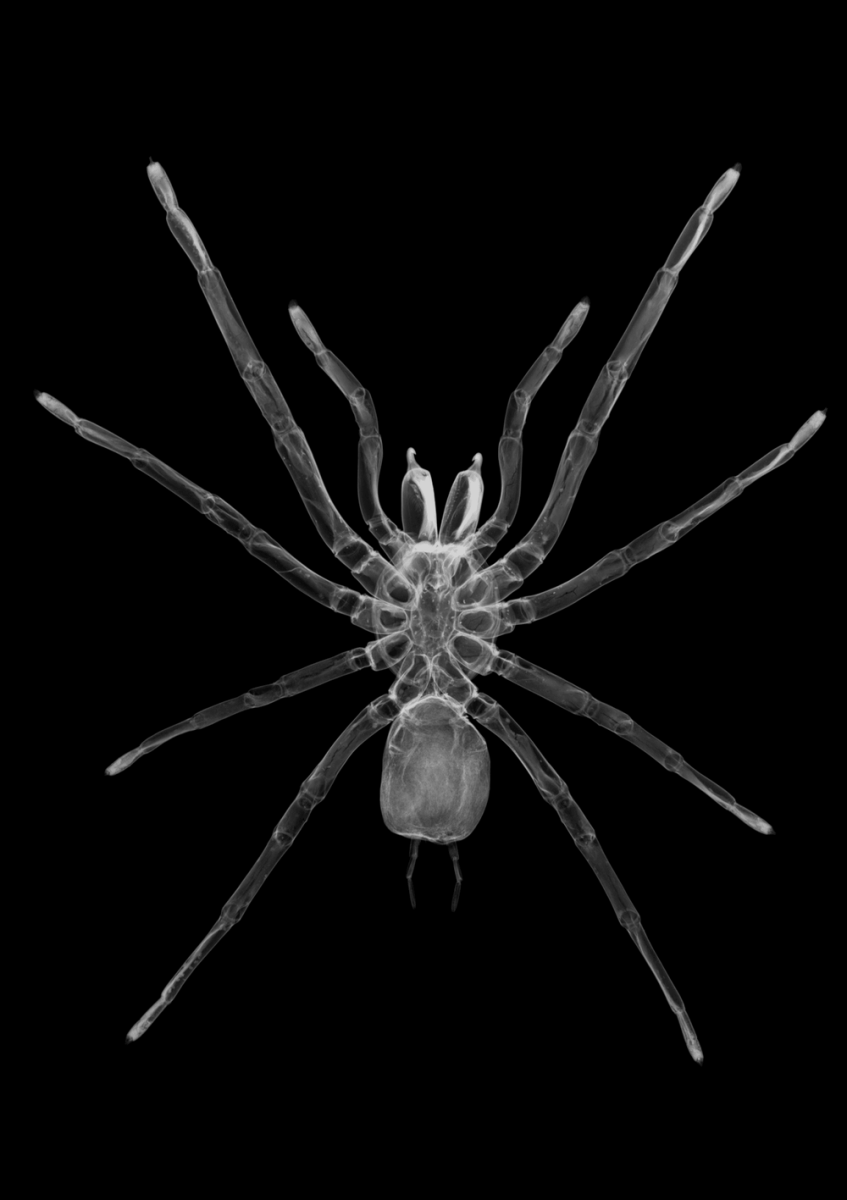 TARANTULA - States Gallery