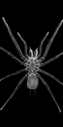 TARANTULA - States Gallery
