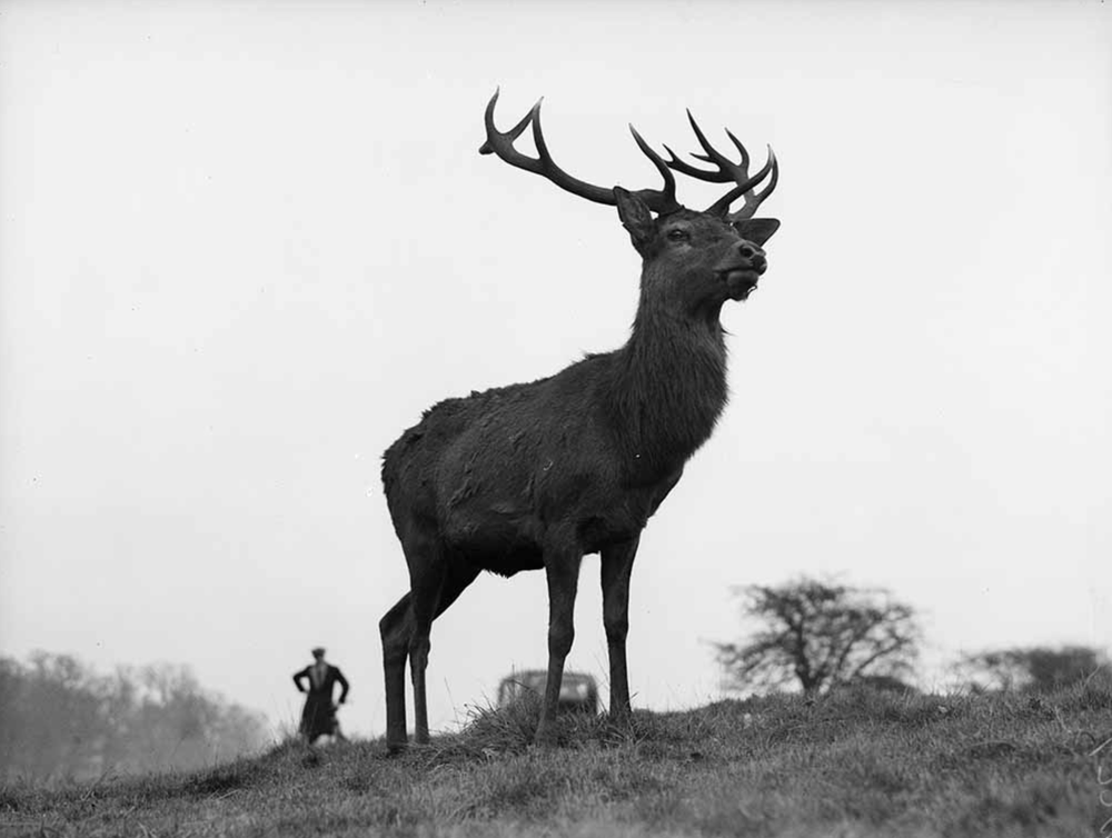 LONDON DEER - States Gallery
