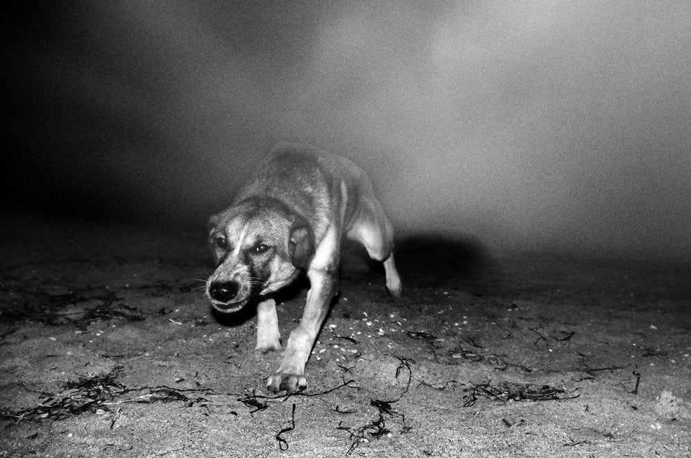 THE DOG - States Gallery